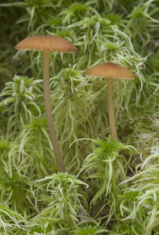 Entoloma formosum